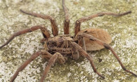 spider bite portugal|23 SPIDERS found in Portugal!